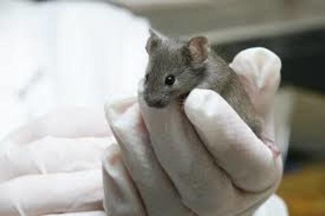 Clonación de ratones