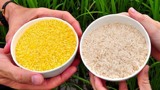 Cultivo de arroz transgénico.