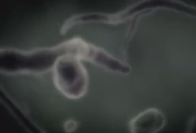 Inicio de la vida microscopica del planeta