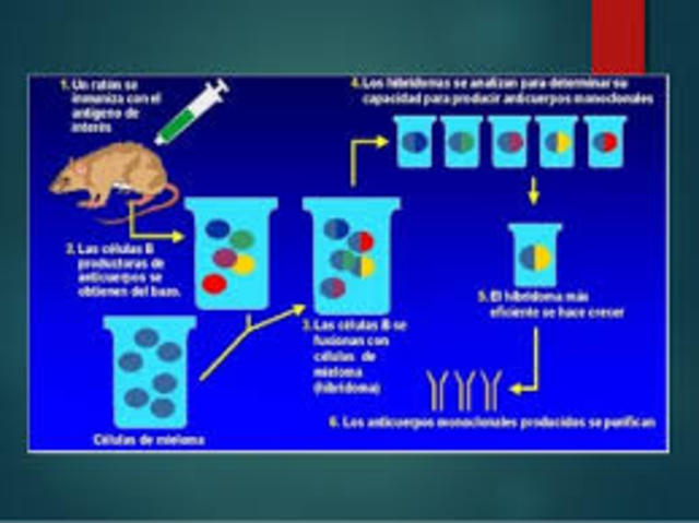 Anticuerpos monoclonales