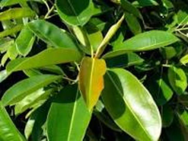 King Leopold is denounced worldwide