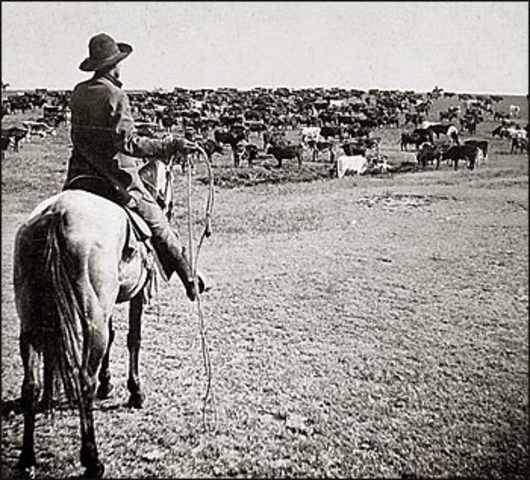 Cattle Boom-and-Bust