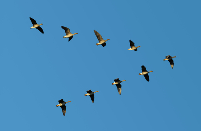 Birds Begin to Migrate