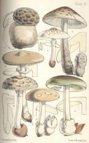 DESCUBRIMIENTO DE UN HONGO (PHYPHTORA INFESTAN)