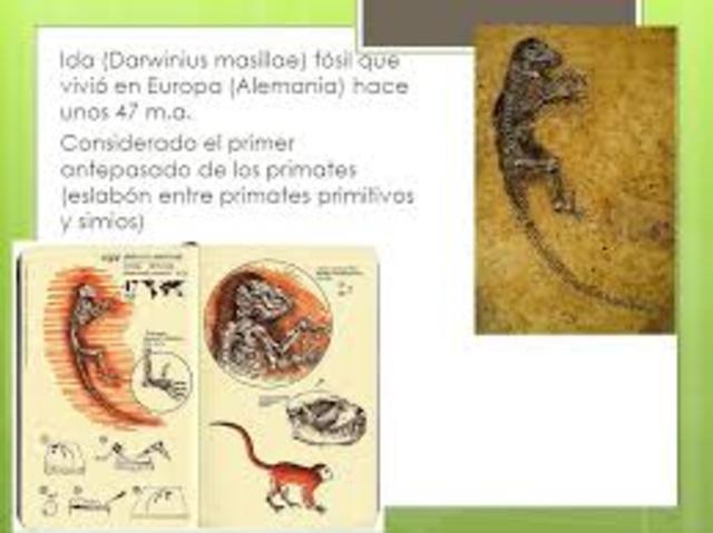 Ida primer primate