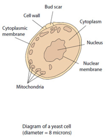 Living Organism: Yeast