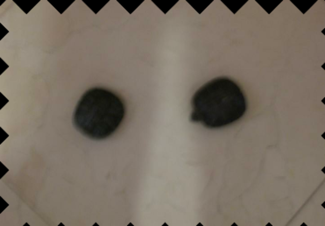 I get my two pet turtles