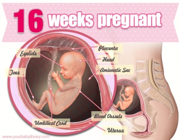 16 weeks pregnant