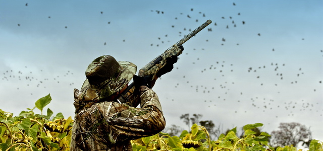 First time dove hunting