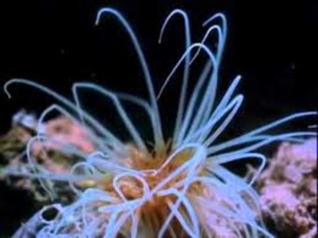 Aparicion de seres multicelulares