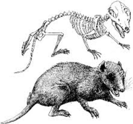 Aparicion de nuevas especies