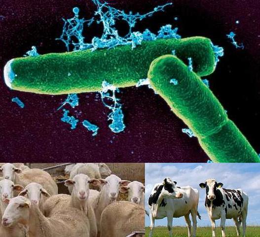 Relación entre Bacillus anthracis y Carbunco