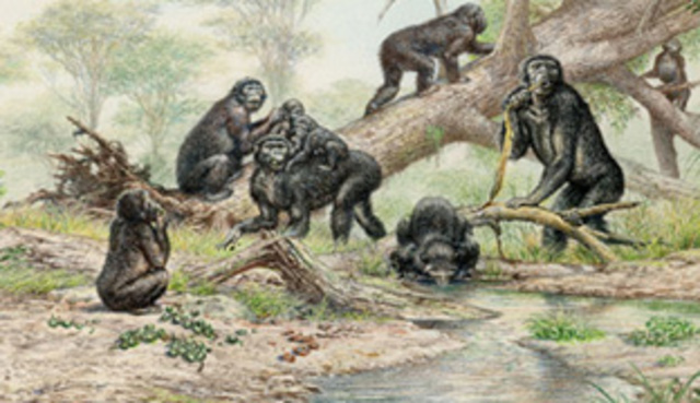 47 millones de años