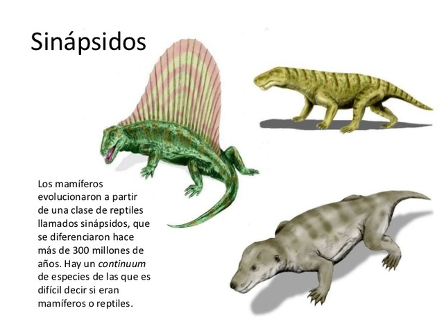 Sinápsidos.