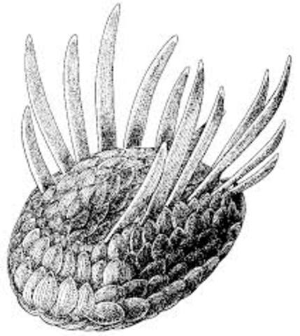 540 millones de años atras