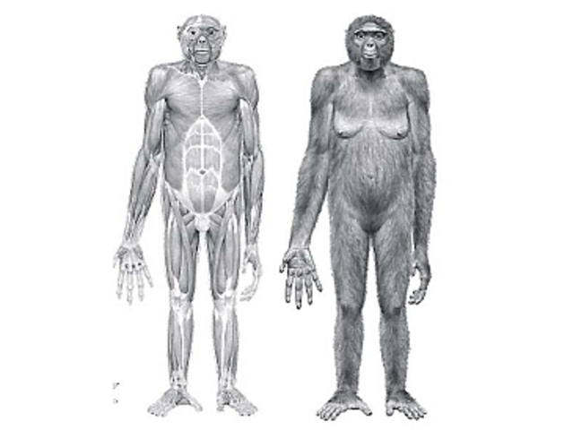 4 millones de años atras