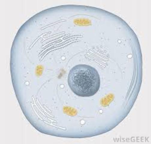 Organelle First Seen