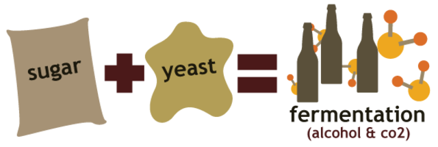 Alcoholic Fermentation