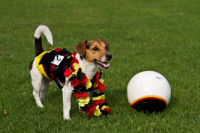Immer mehr wollen "Schland"