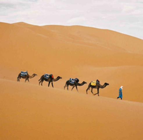 Camels introduced to the Sahara
