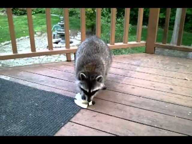 Jericho thinks their is a bear outside.He wakes everybody up.But really it was just a racoon eating their flour.