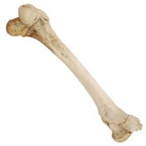 Bones