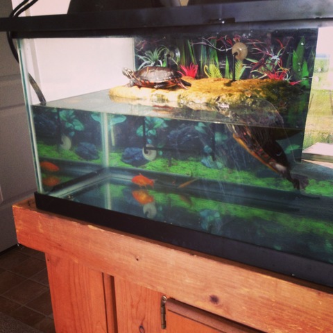 Found our two turtles, J and K