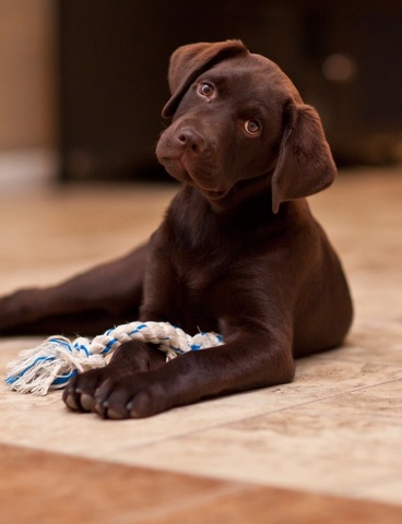 Recibí Mi Perro, Snickers, un Labrador Marrón