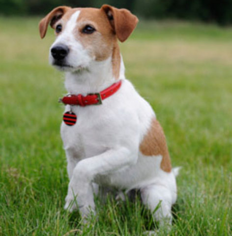 loss of shelter dog tanner