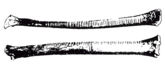 BCE First Counting Tools