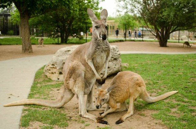Kangaroo Escape
