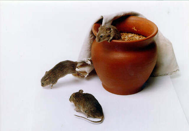 Recipes to Create Life