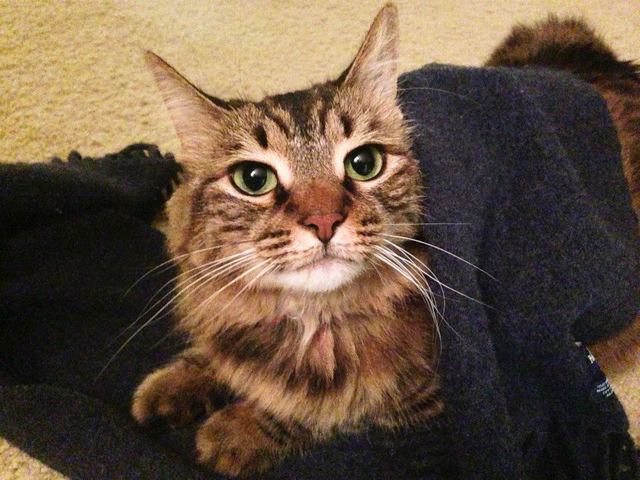 Leah die Katze/Leah the Cat