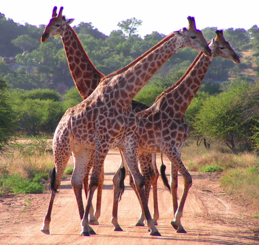 gets a job in South Africa