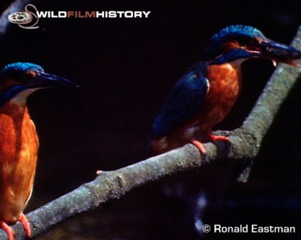 Private life of the Kingfisher