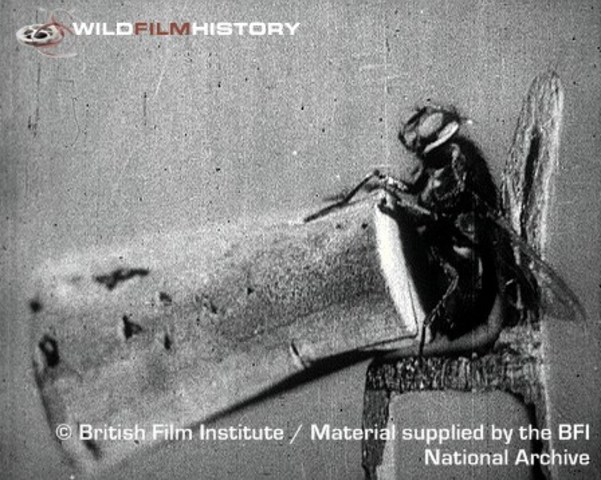 The Strength and Agility of Insects