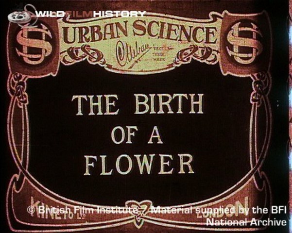 The Birth of a Flower