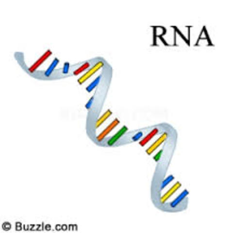 RNA