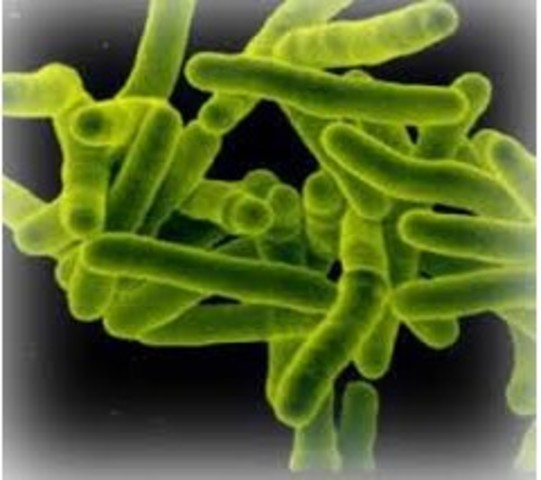 Esporulación en Mycobacterium