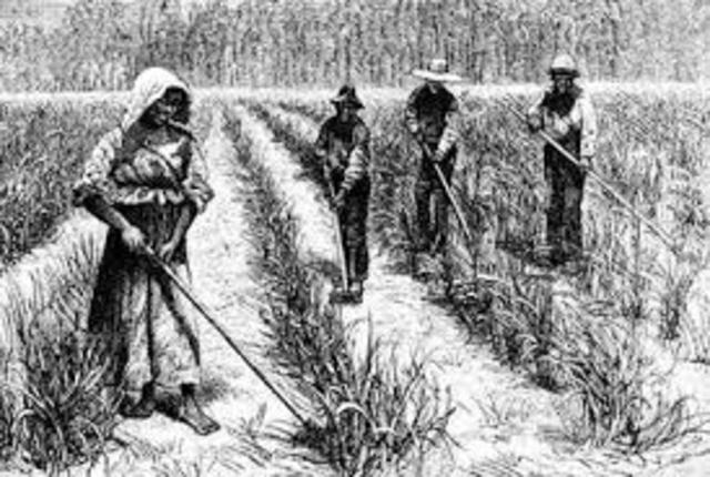 AFRICANS COPE IN THEIR NEW WORLD