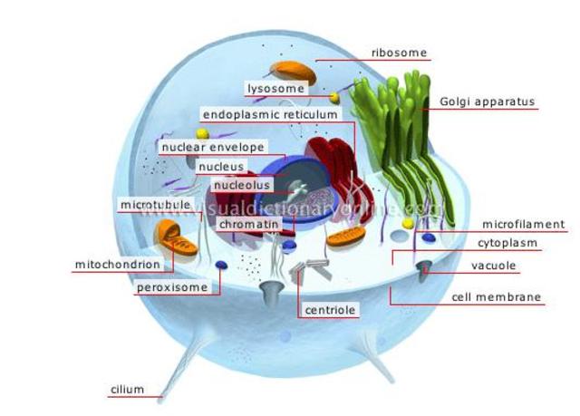 Dicovery of the Cell