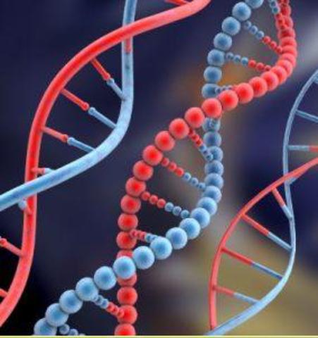 The Discovery of DNA