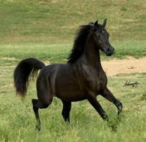 bought my own horse.