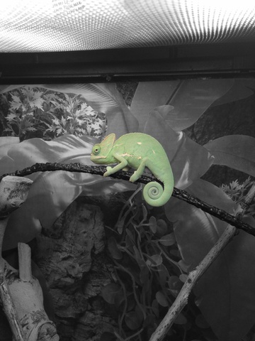I got a pet chameleon :)))))