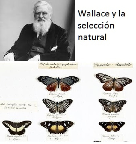 Alfred Wallace
