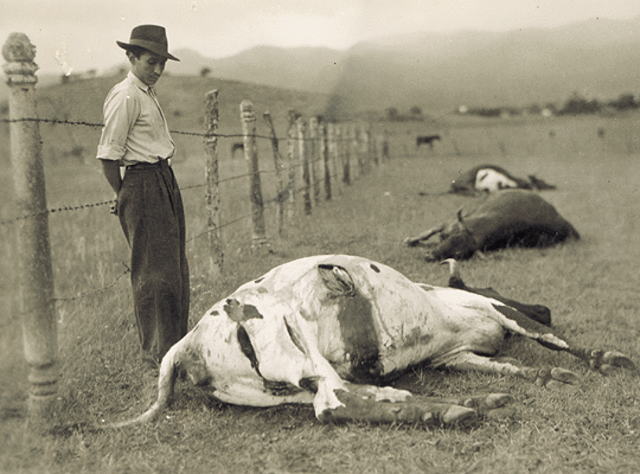 Comienzo de la Fiebre Aftosa