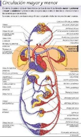 Sistema circulatorio pulmonar