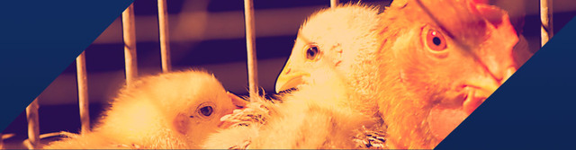 FACULTAD DE MEDICINA VETERINARIA Y ZOOTECNIA