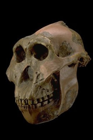 Paranthropus boisei