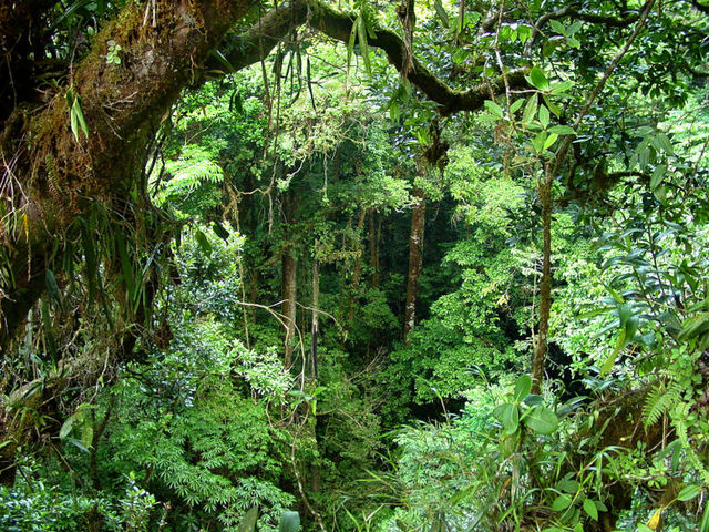 Unitede States Partners with Costa Rica to conserve rainforests